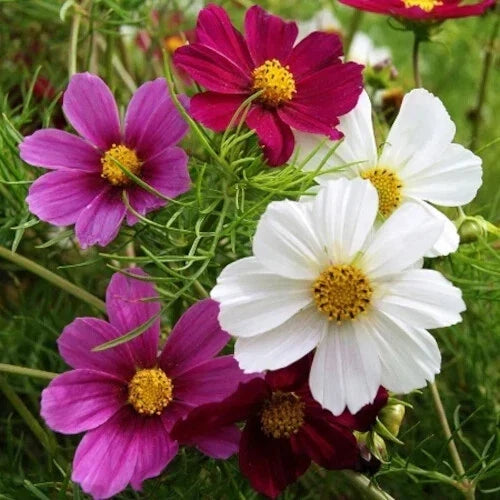 Versailles Tetra Mix Cosmos Seeds - 200+ Pack, Colorful Annual Flowers, Cosmos bipinnatus, Easy to Grow, Garden Borders & Containers