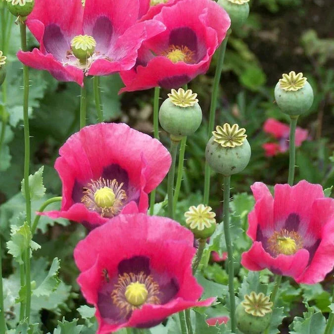 Pepperbox Poppy Seeds - 200+ Papaver somniferum Garden Seeds for Vibrant Red Blooms, Annual, Full Sun, Well-Draining Soil