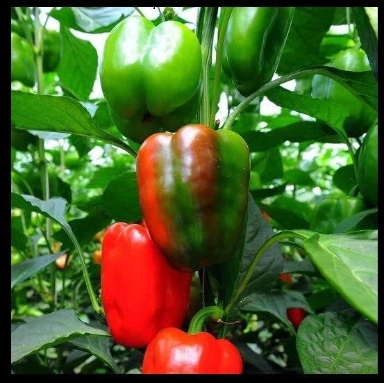 California Wonder Bell Pepper Seeds - Heirloom Red Green Sweet Capsicum annuum, 20 Count, Vegetable Seeds for Garden Planting