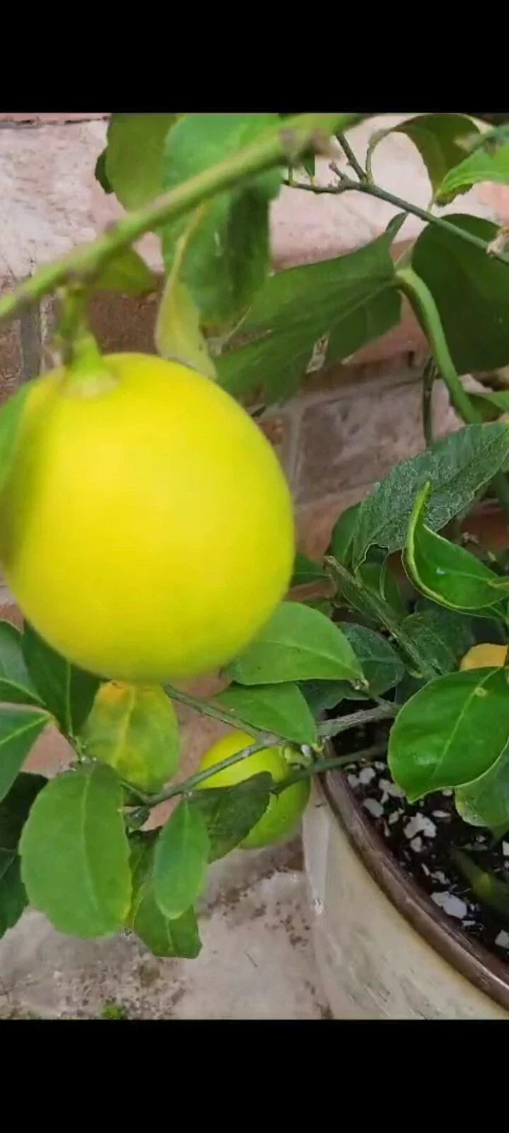 Meyer Lemon Tree - 4 Inch Pot - Indoor/Outdoor Citrus Plant with Fragrant Blooms
