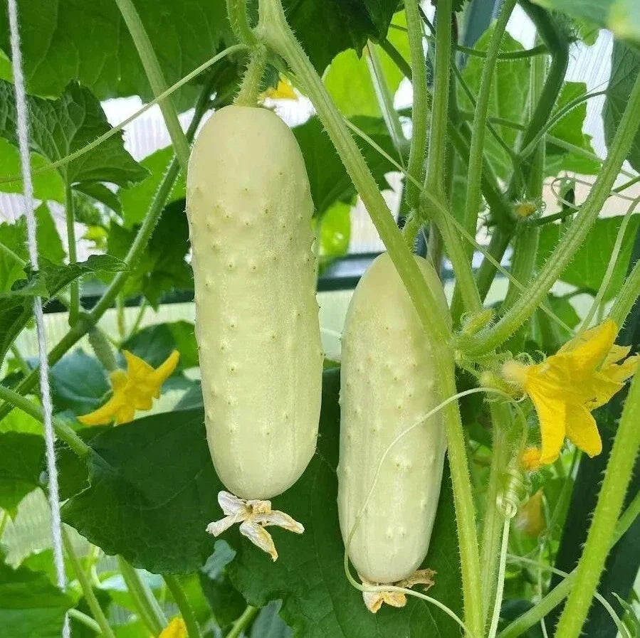 White Wonder Cucumber Seeds - Heirloom Organic Non-GMO Rare Variety