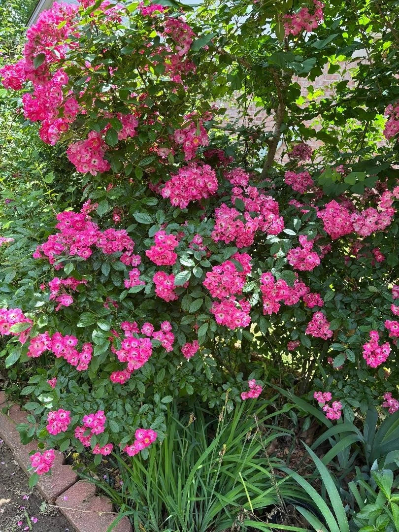 Rosa Ronin Hood Cuttings - 3 Pieces, 6-8" Long Pink Roses for Garden Propagation
