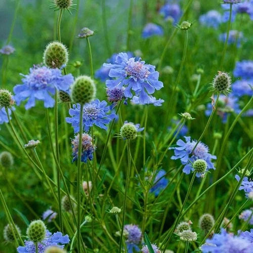 Scabiosa Seeds 100 Count Blue Pincushion Scabiosa columbaria Fresh 2025