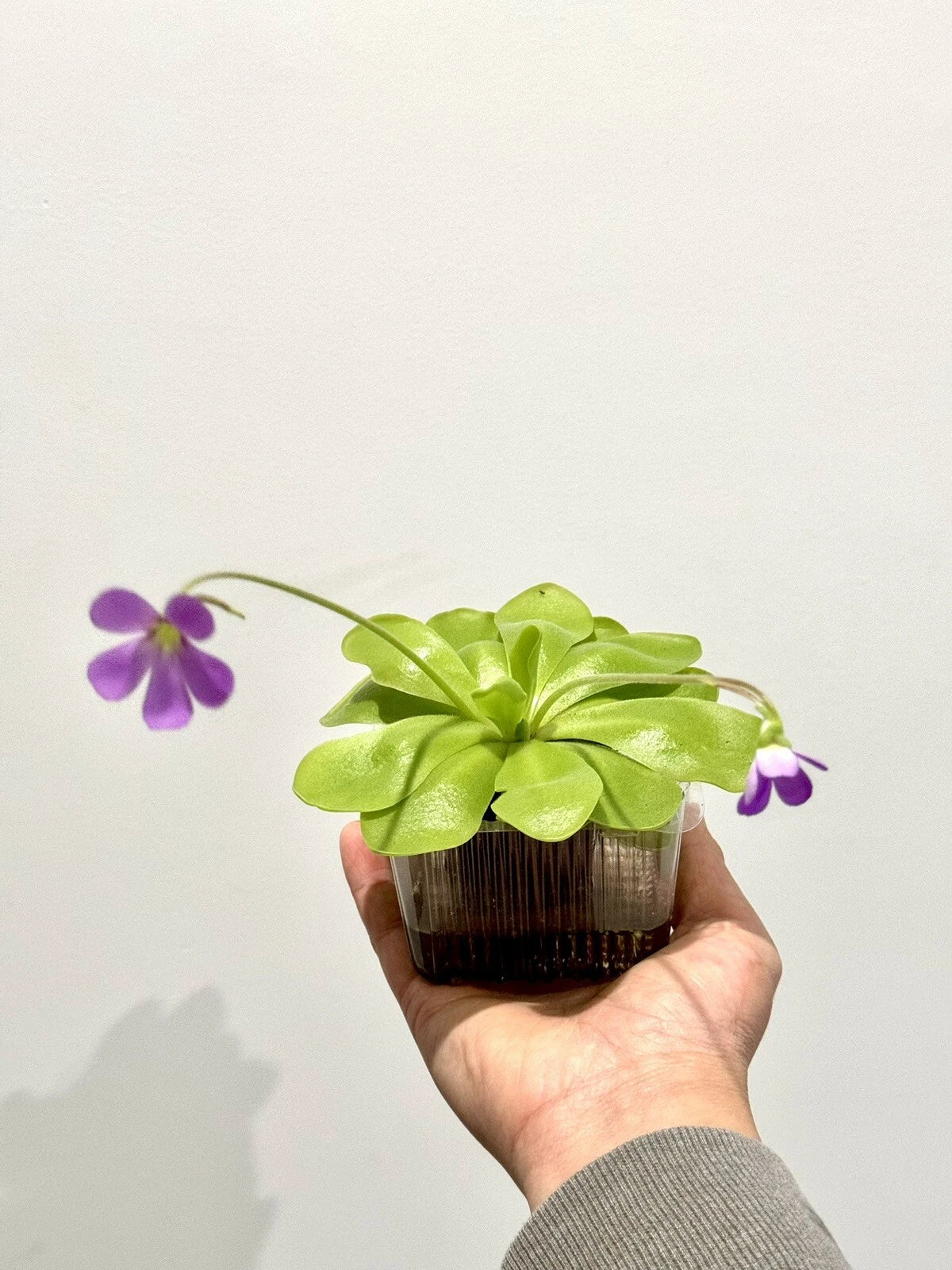 Carnivorous Pinguicula Butterwort Plant – Live Indoor/Outdoor Pest Control – Easy to Grow, Low Maintenance, Pinguicula spp.