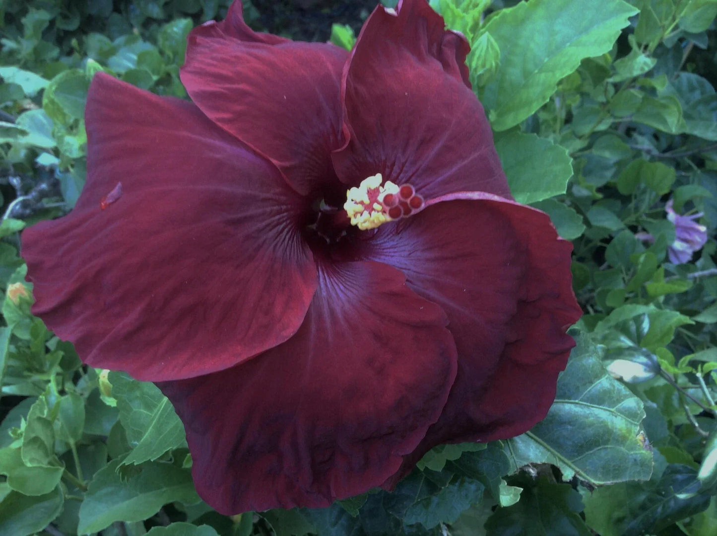 Rare Hibiscus Cuttings - Black Baron - 3 Unrooted Hibiscus rosa-sinensis 'Black Baron' Clippings