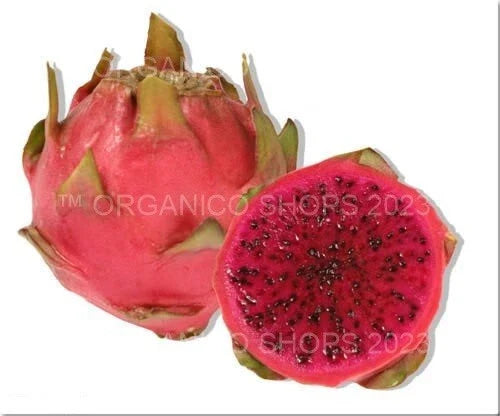 Neon Dragon Fruit Cutting – Hylocereus setaceus X – Vibrant Colorful Cactus for Indoor & Garden Propagation