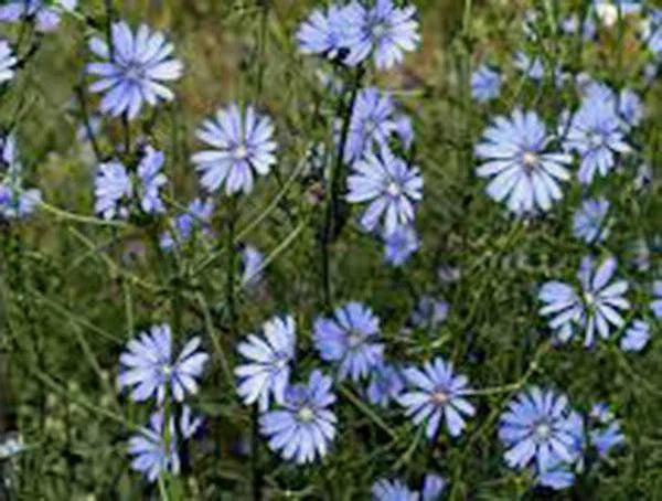 Bluest Blue Chicory Seeds - 100+ Non-GMO Seeds for Vibrant Blue Cut Flowers