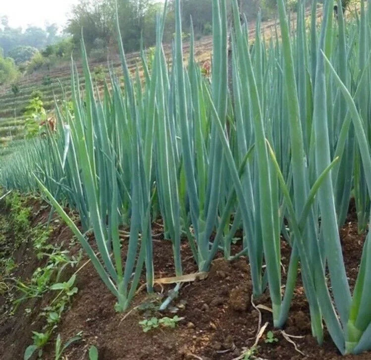 White Lisbon Green Bunching Onion Seeds - Allium Fistulosum - 50 Seeds for Home Garden & Container Planting