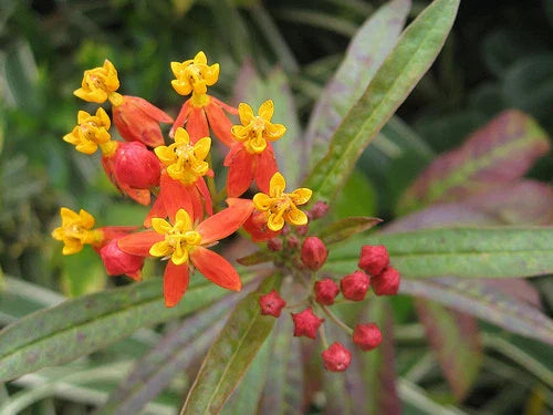 Bloodflower Milkweed Seeds - 35 Seeds - Asclepias Curassavica - Native Butterfly Plant