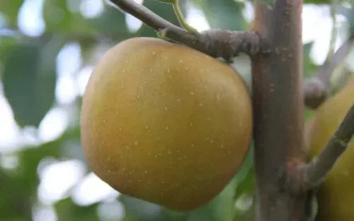 25+ Pine Golden Pippin Apple Seeds for Planting | Malus pumila | USA Grown