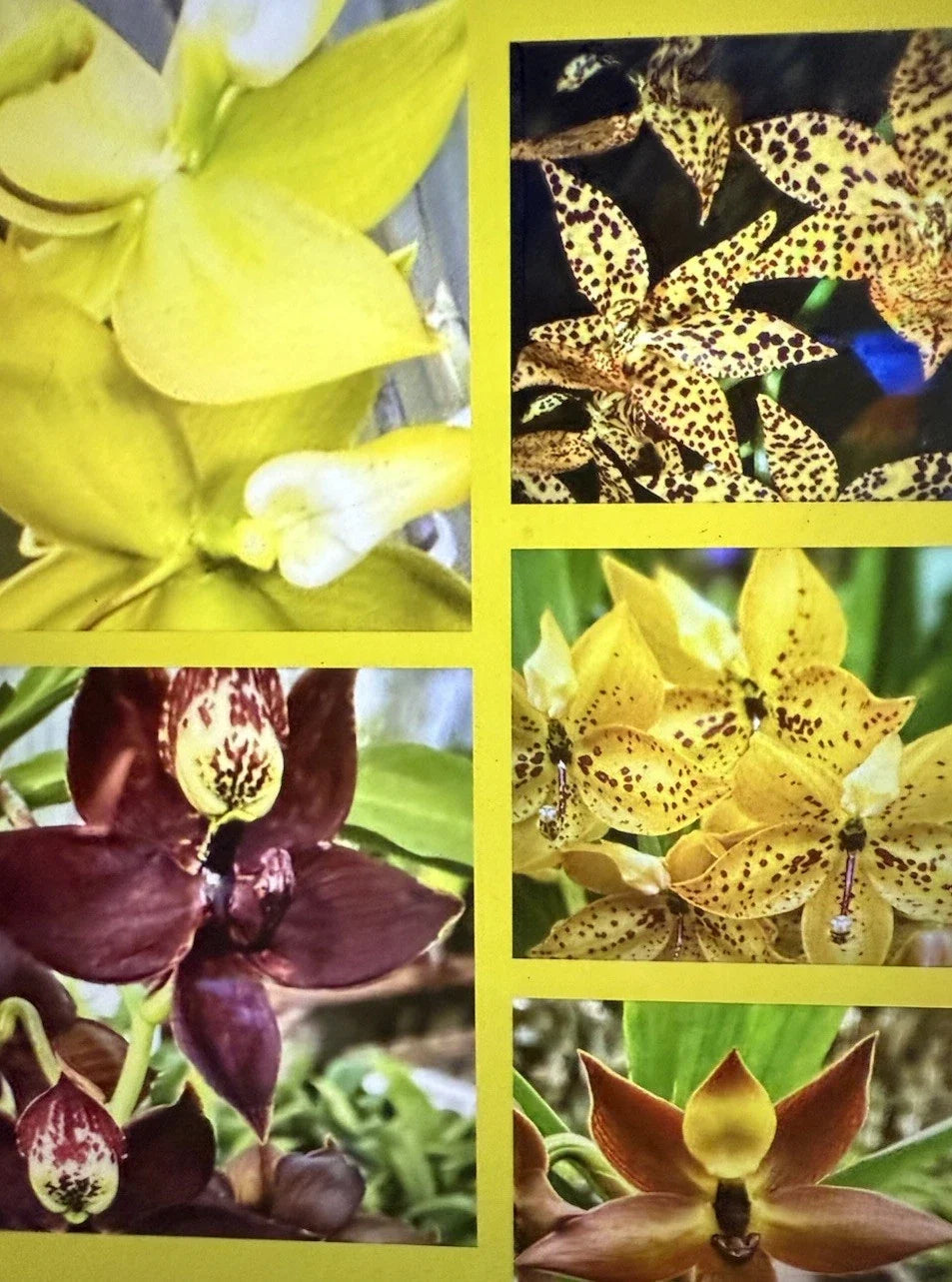 Cycnoches Orchid Plants Bare Root Small Bulb – Epiphytic Orchid Variety for Indoor & Garden Growth