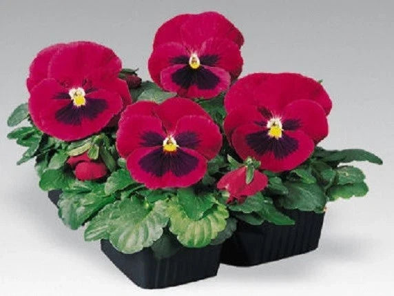 Pansy Seeds 50 Count Viola tricolor var. wittrockiana Inspire Carmine With Blotch Garden Flower