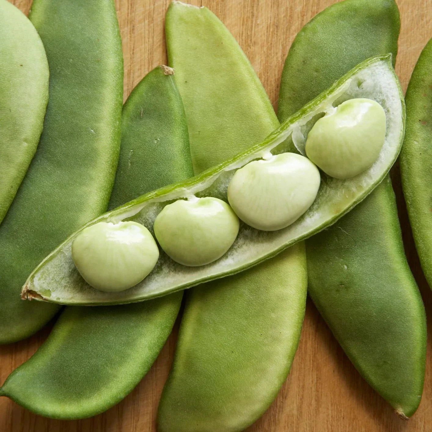 Fordhook 242 Lima Bean Seeds – Large Pods, Drought Resistant, AAS Winner, Phaseolus lunatus, Bush-Type Annual Vegetable