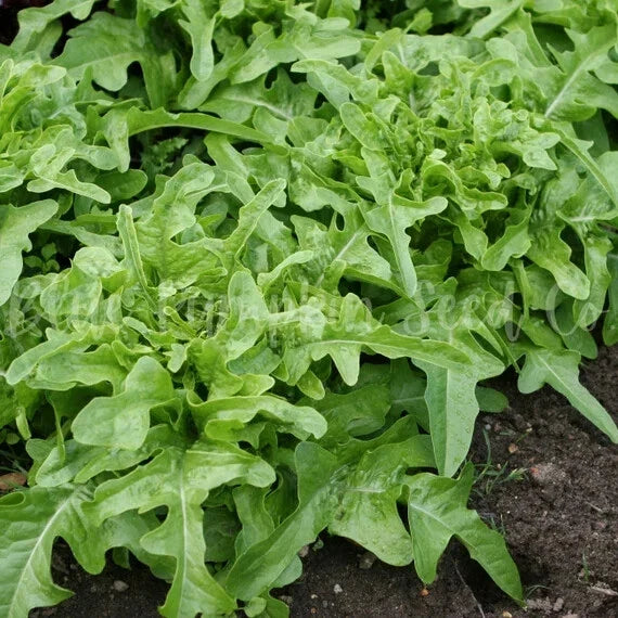 Oak Leaf Lettuce Seeds - Heirloom Non-GMO Loose Seeds for Salad Greens Lactuca sativa