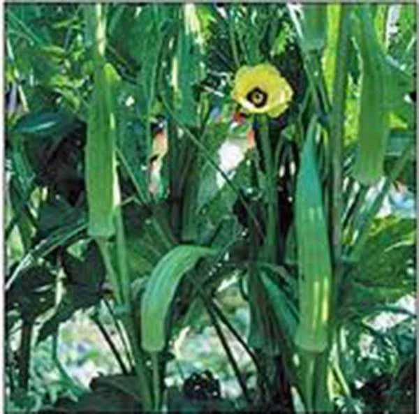Okra Seeds – Heirloom Clemson Variety, Organic Vegetable Garden Seeds, Abelmoschus esculentus, Non-GMO, 25+ Seeds
