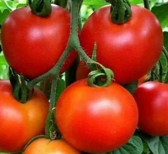 Moneymaker Tomato Seeds - 100+ Indeterminate Variety for Vegetable Garden