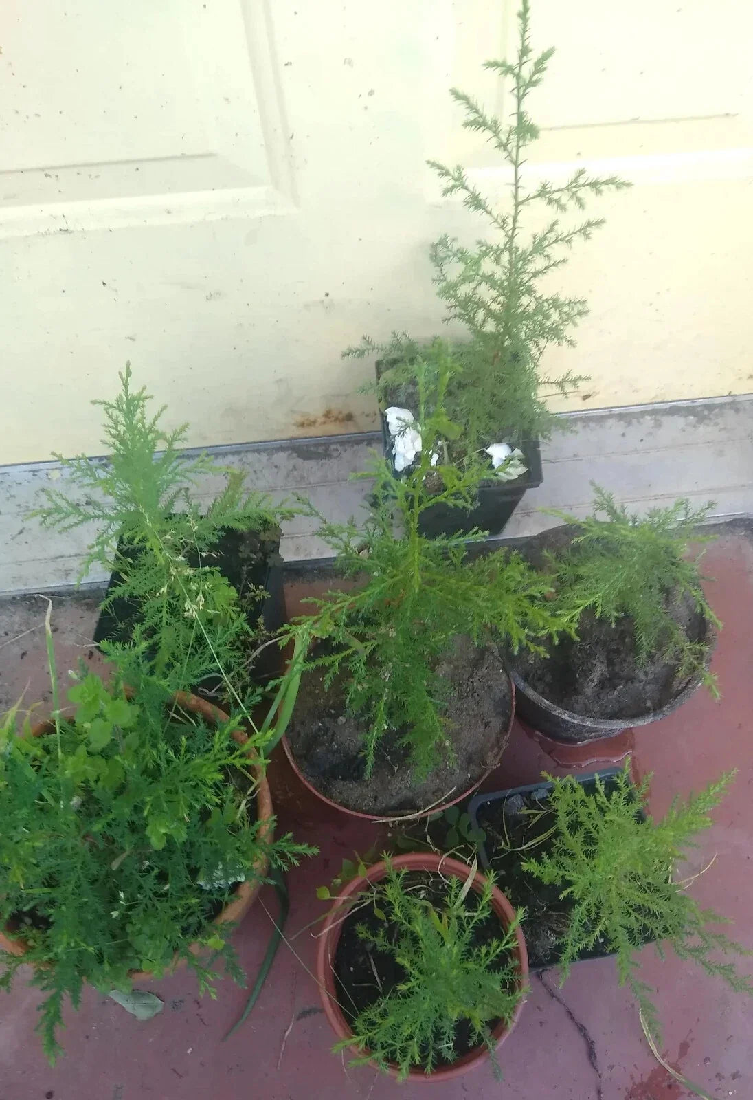 Cedar of Goa Bare Root Plant 12-14" | Hesperocyparis Lusitanica Evergreen Tree for Landscaping