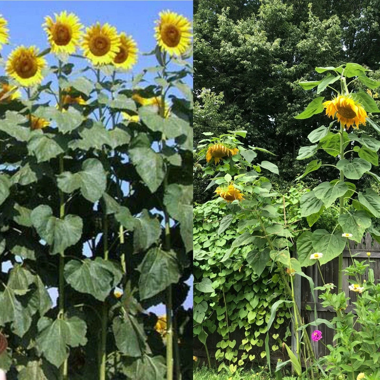 Mammoth Black Russian Sunflower Seeds – Organic Helianthus annuus Wildflower Pack of 26+
