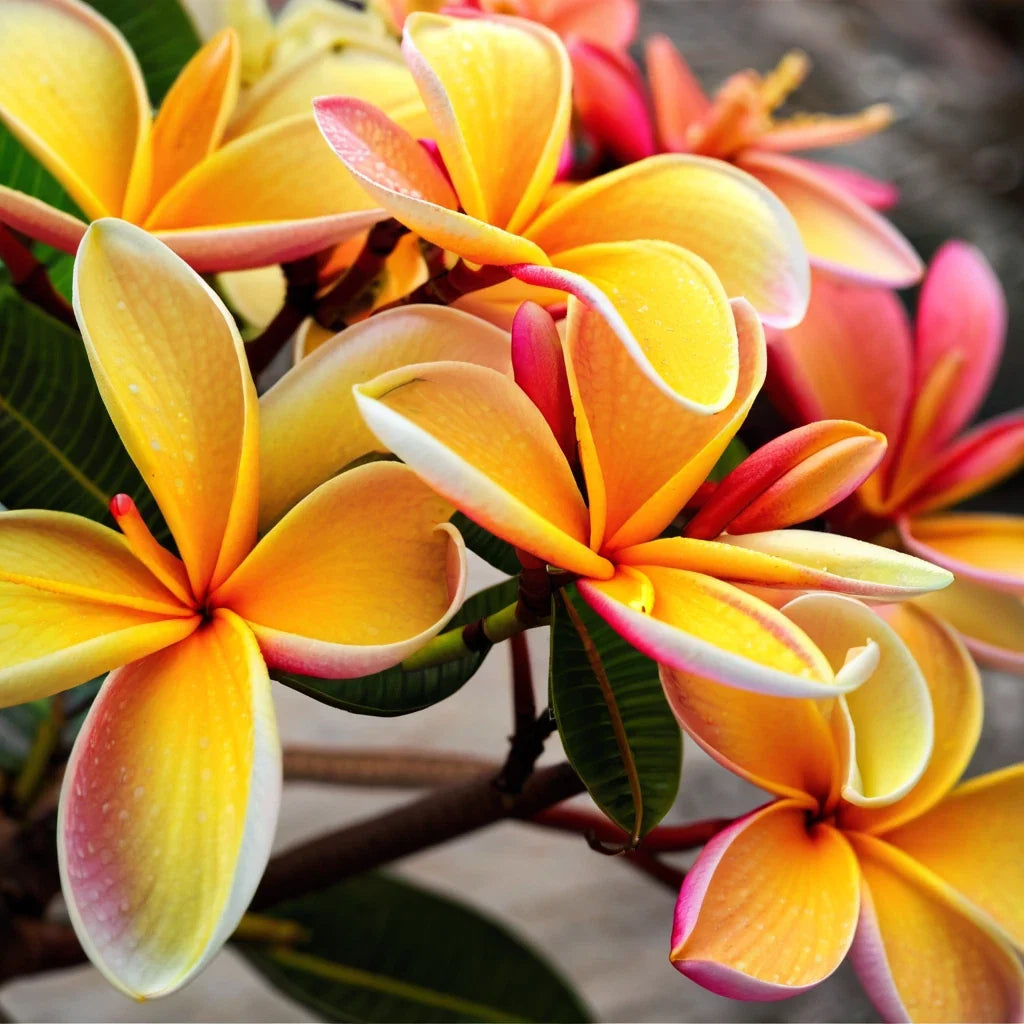 Plumeria Seeds 5 Pink Orange Hawaiian Flower Lei Perennial Frangipani Plumeria rubra