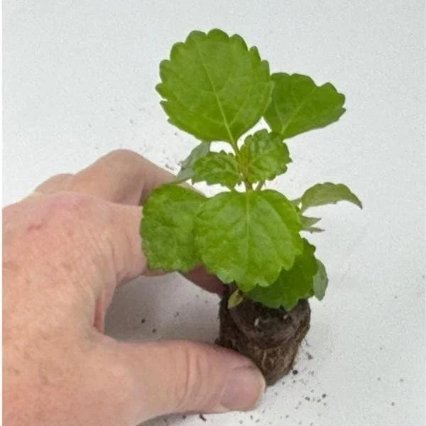 Plectranthus Swedish Ivy Green Live Rooted House Plant, Indoor Trailing Vine, Easy Care, Air Purifying, Starter Plant