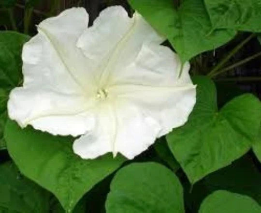 Moonflower Vine Seeds - 12 White Flower Seeds Ipomoea alba for Moon Gardens