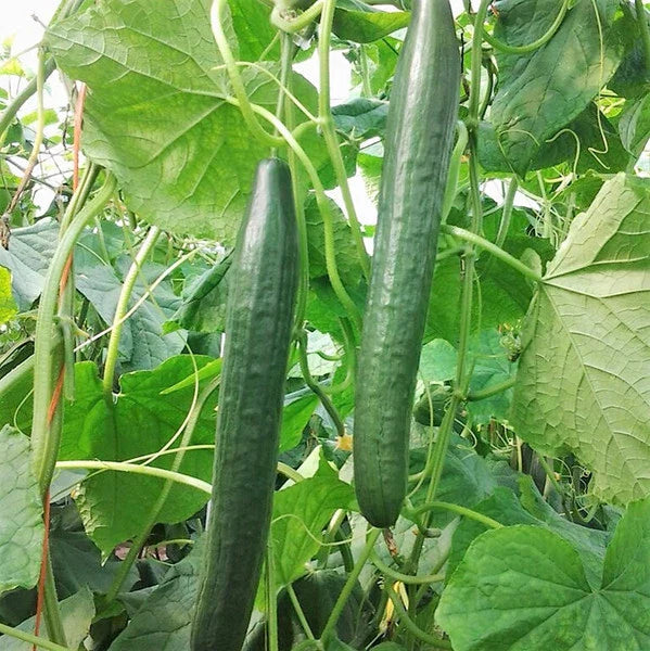 Non-GMO Long Green Improved Cucumber Seeds - 50+ Seeds for Home Vegetable Garden