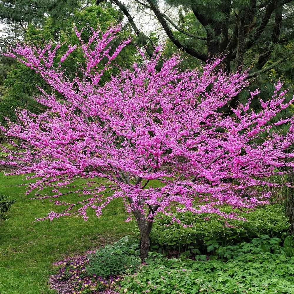 Rooted Eastern Redbud Tree 3-Gallon Container Rosy Pink Spring Blooms Cercis canadensis