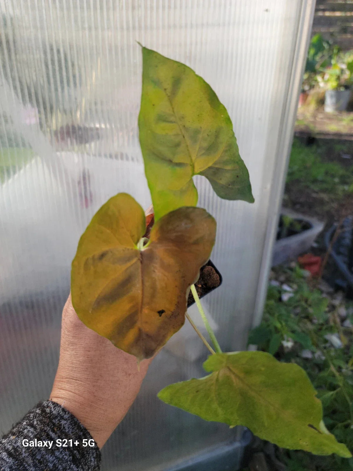 Syngonium Neon Robusta Purple Plant - Indoor Tropical Vining Houseplant