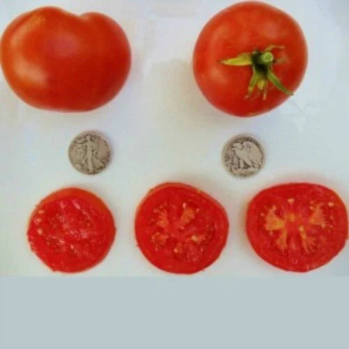 Bonny Best Tomato Seeds - Heirloom Solanum lycopersicum, 25 Fresh Seeds for Home Gardening & Canning