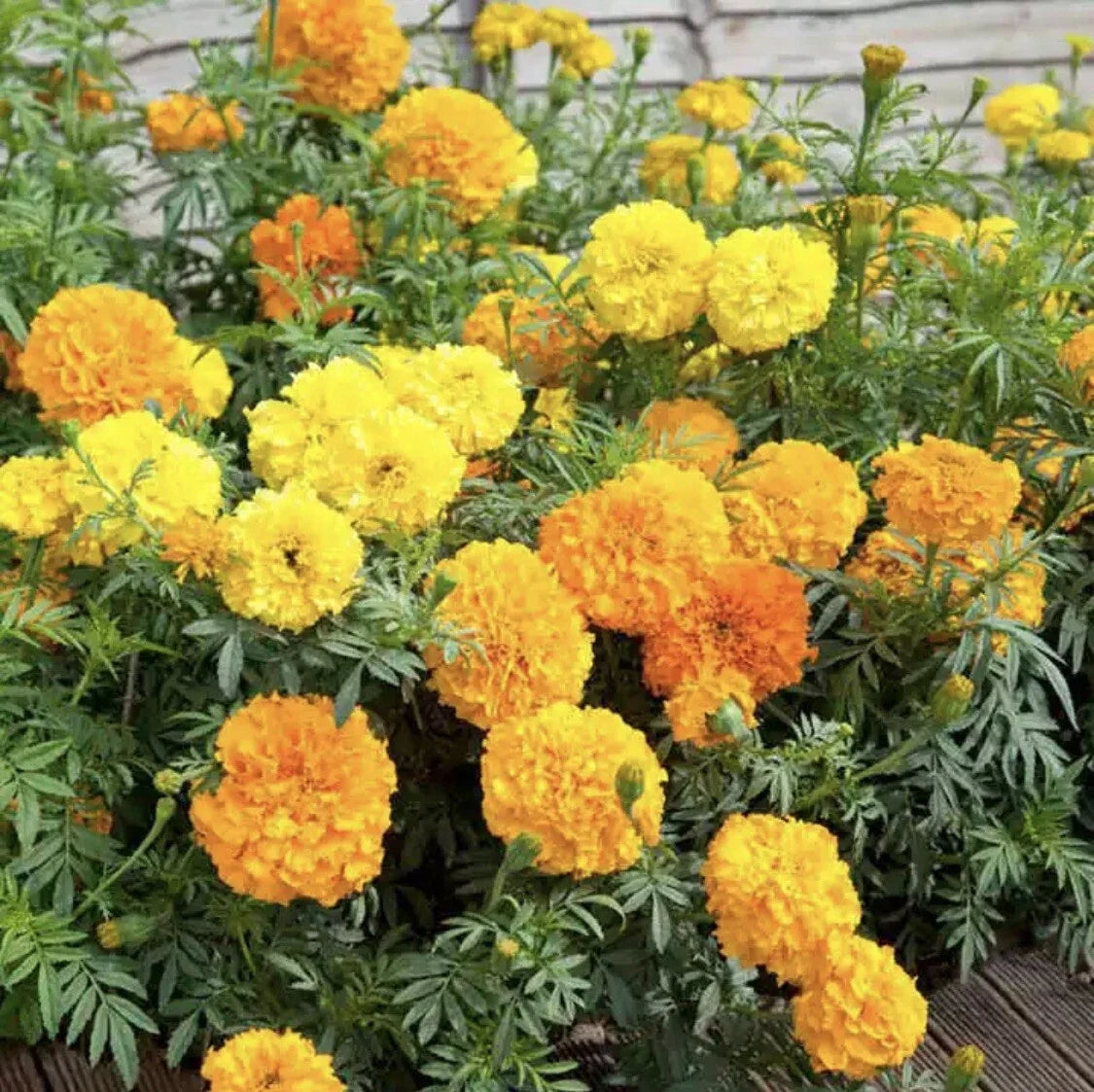 Marigold Seeds Crackerjack Mix XL Blooms Heirloom Annual Flowers Tagetes erecta Pack of 25 Seeds