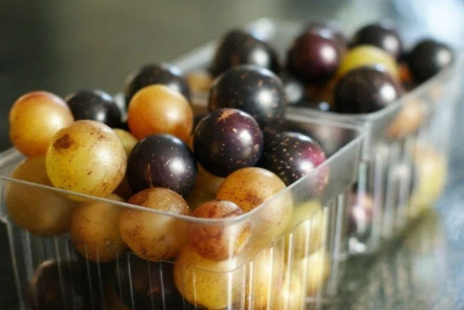 Muscadine/Scuppernong Vine Seeds – Pack of 12 – Vitis rotundifolia – Edible Grapes for Wine, Juice, Jellies, and Sauces