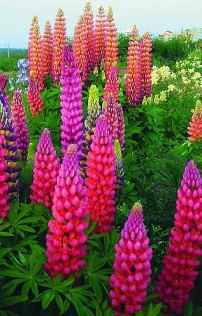 Lupine Seeds Pack - Pink, Purple, Orange Perennial Flowers - Lupinus polyphyllus - Garden Seeds for Borders & Pollinators
