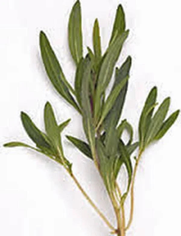Summer Savory Herb Seeds - Heirloom Non-GMO Spice Pack - Satureja hortensis - 100+ Seeds for Garden Planting