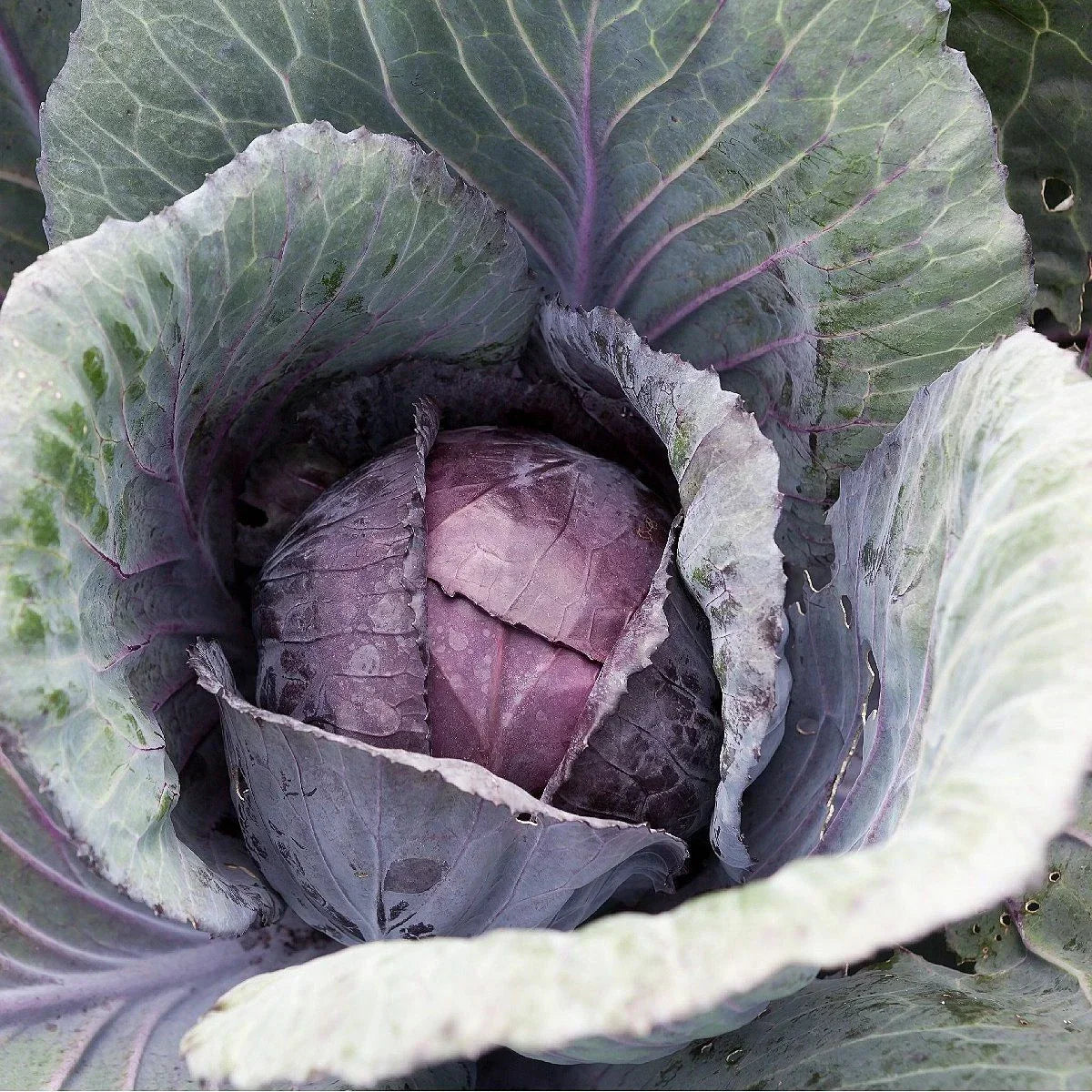 Red Acre Cabbage Seeds 300+ Non-GMO Vegetable Garden Seeds Brassica oleracea USA Seller