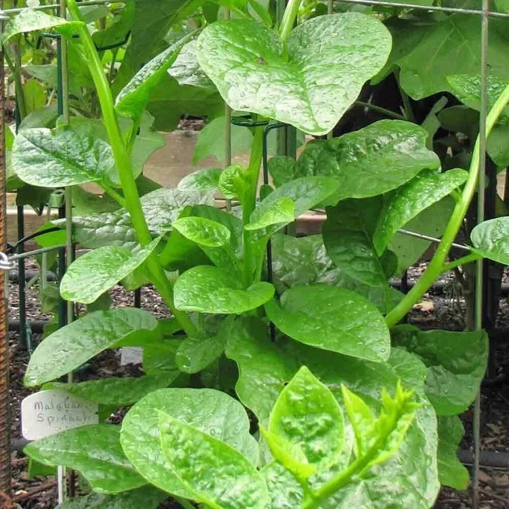 Malabar Spinach Seeds - 15-100 Pack, Green Vine, Basella alba, Nutritional Superfood for Gardens and Containers