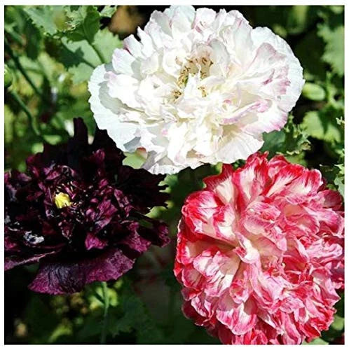 170 Seeds Antique Flemish Poppy Double Mix - Papaver somniferum Non-GMO Flower Seeds
