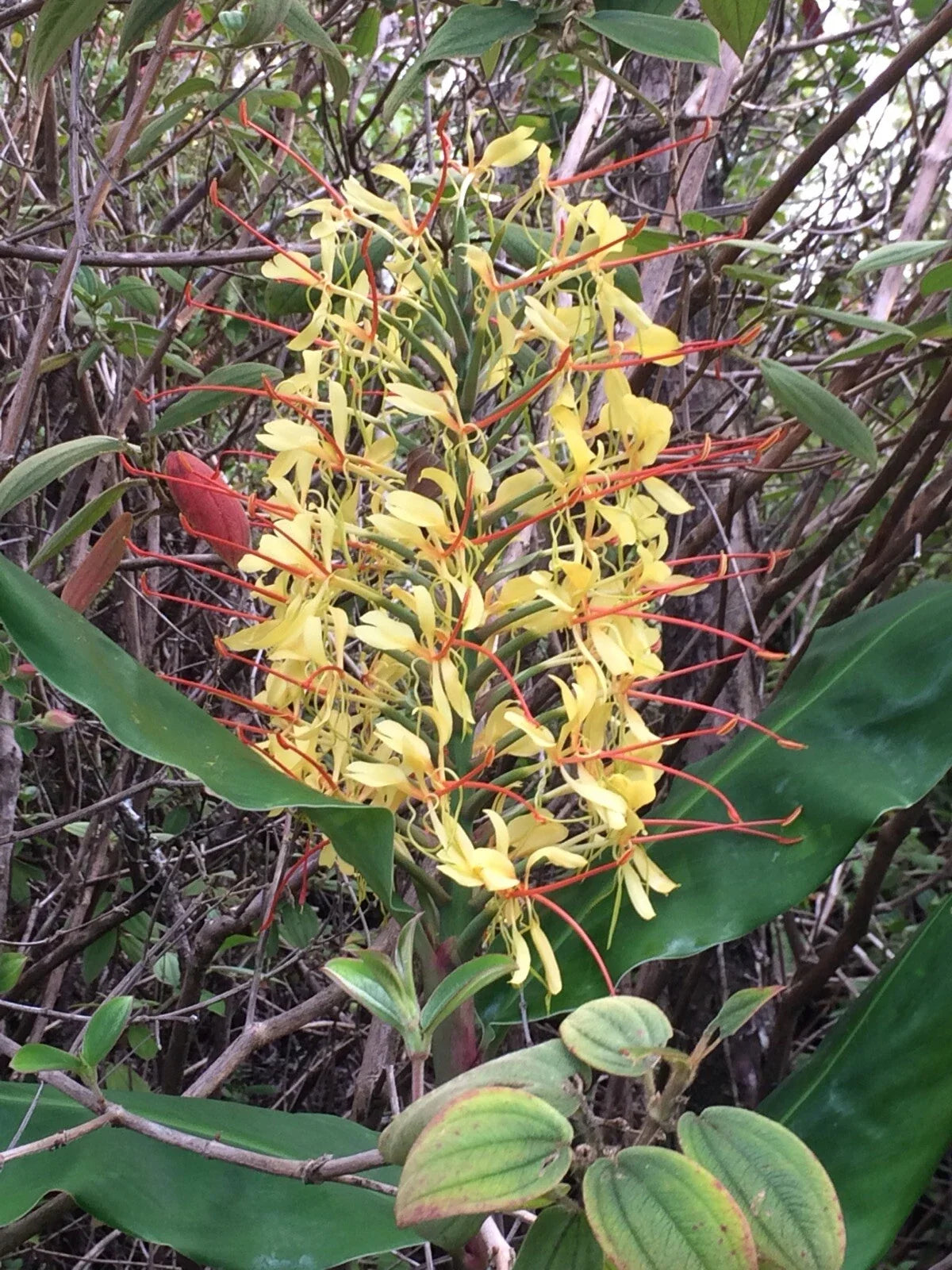 Hawaiian Kahili Butterfly Ginger Live Tuber Roots – 2 Large Rhizomes, Hedychium gardnerianum, Tropical Plant for Garden or Container