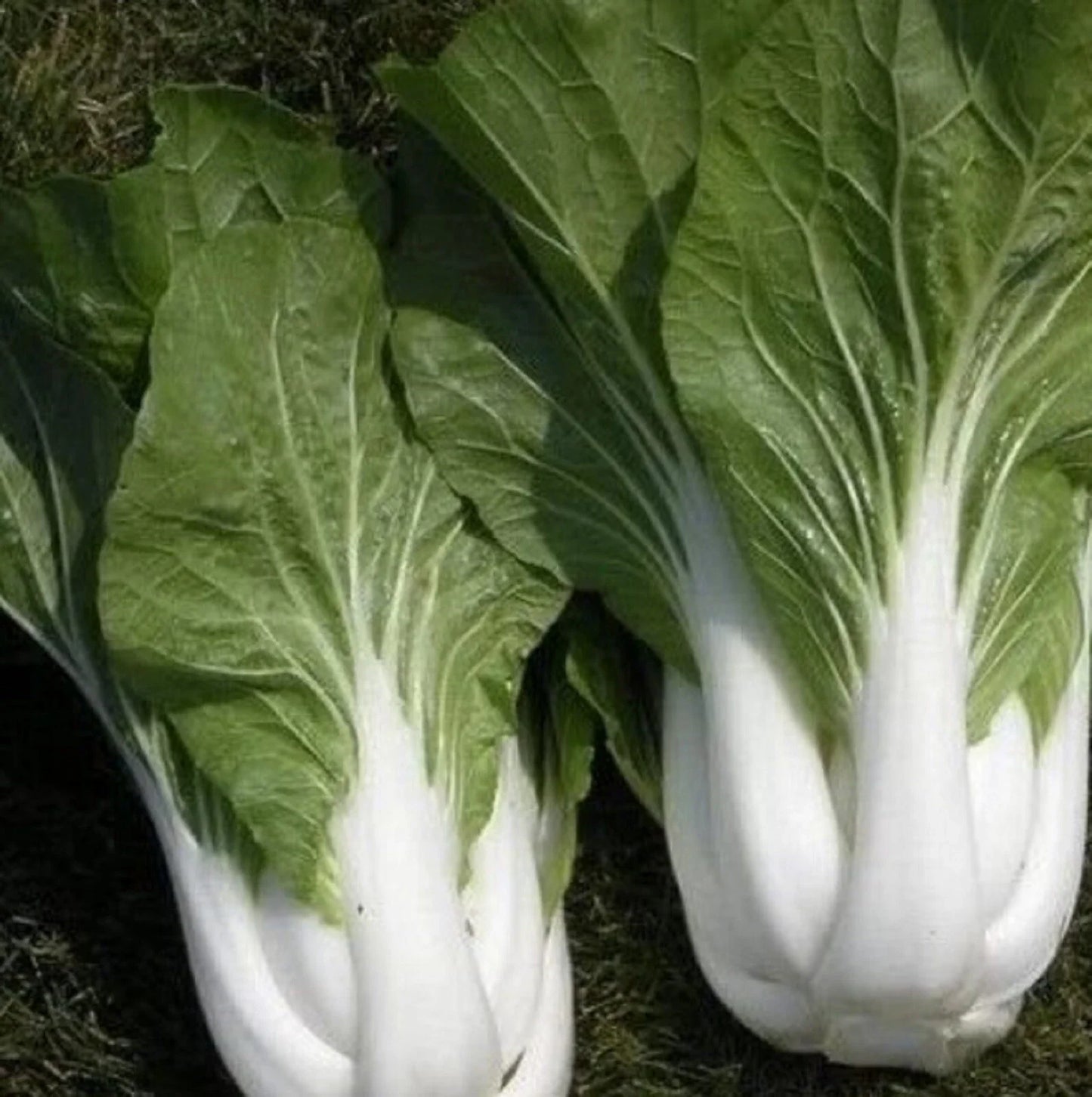 Chinese Cabbage Seeds Pak Choy White Stem Brassica rapa, 500 Seeds for Home Gardening