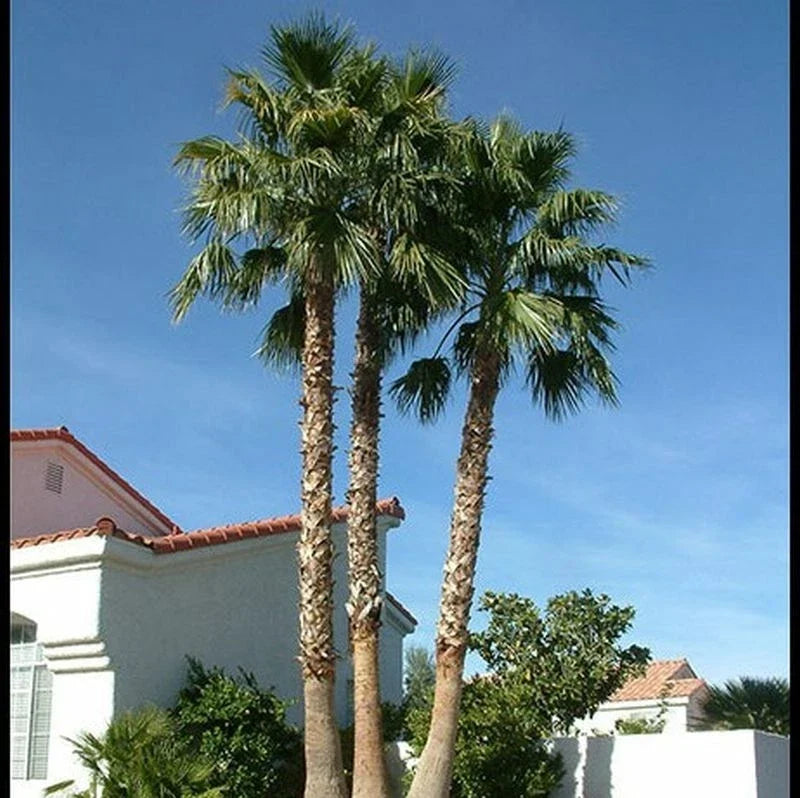 Mexican Fan Palm Tree Seeds - 50+ Washington Robusta Seeds - Tropical Landscape Plant - Washingtonia robusta - 2023 Harvest
