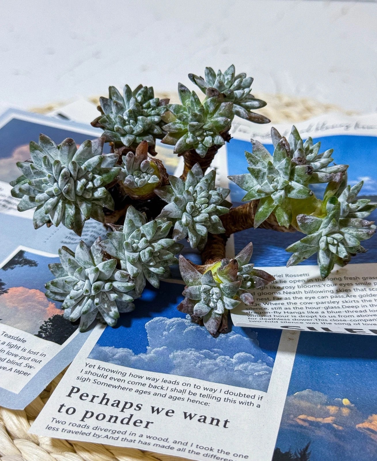 Dudleya gnoma Succulent Plant - 3" Green Live Plant - S.W. McCabe Variety - Compact Rosette, Drought Tolerant, Indoor Outdoor