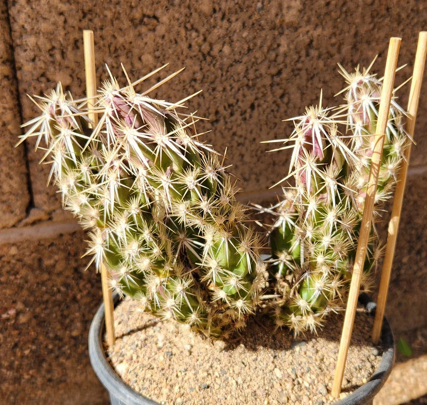 Grusonia Clavata Club Cholla Cactus Cutting - Live Succulent Segment for Drought-Tolerant Garden, Desert Decor