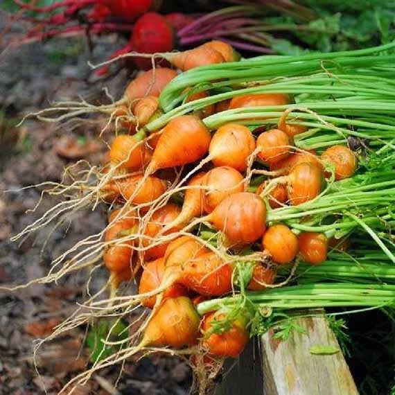 Thumbelina Carrot Seeds - 1000+ Non-GMO Heirloom Vegetable Seeds for Garden, Container, and Small Spaces - Daucus carota