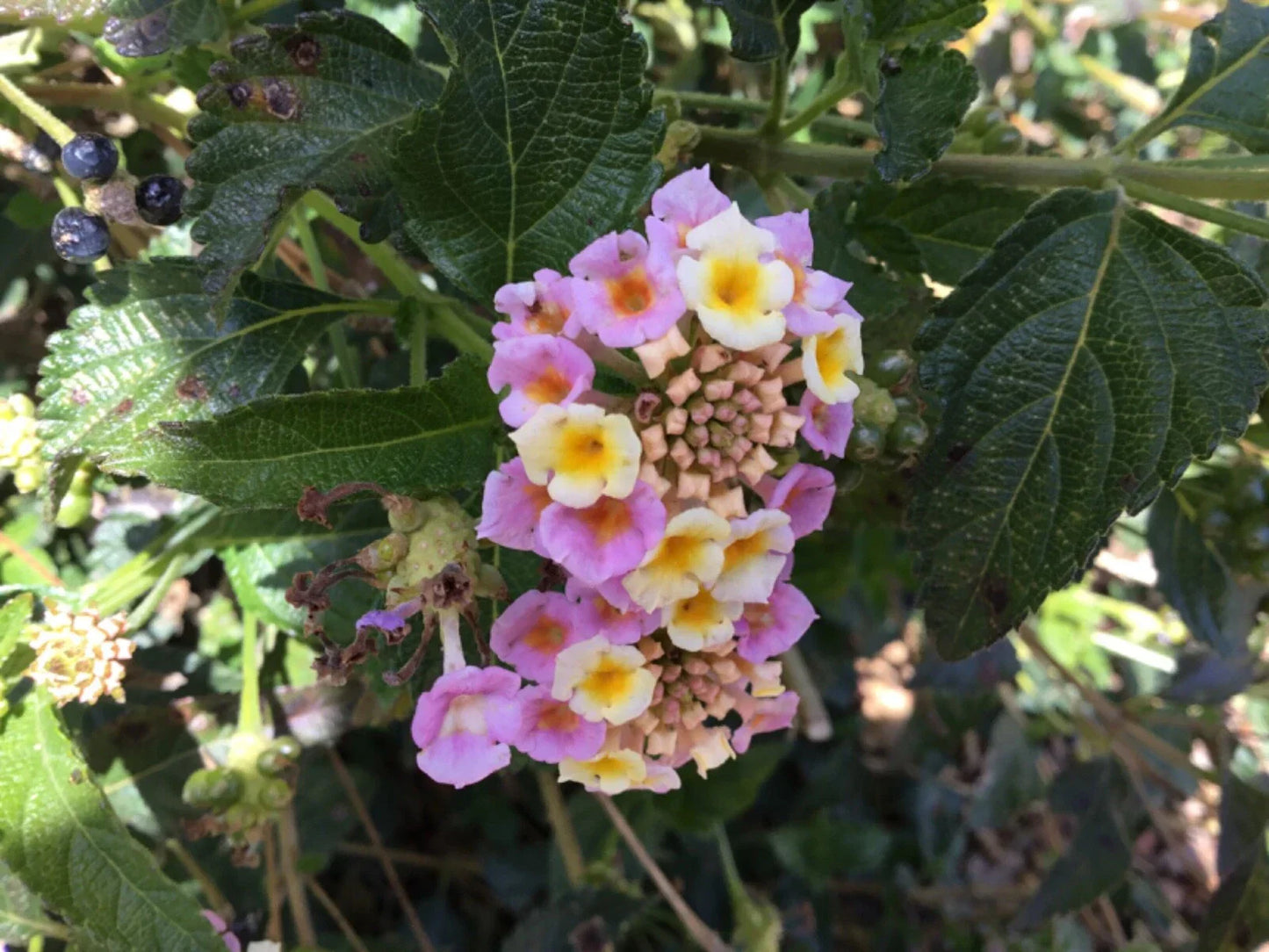 Lantana Cuttings for Rooting - Party Colors | Lantana camara