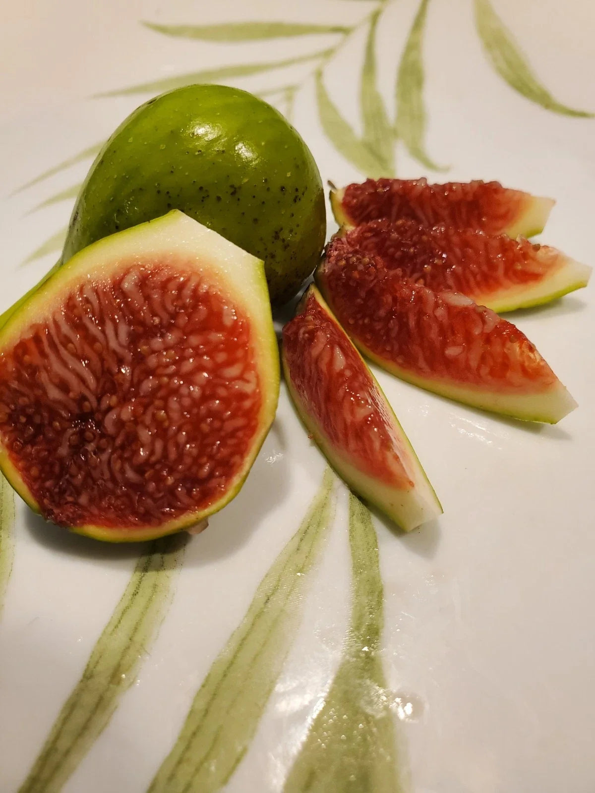White Madeira Fig Cutting 10 Inches Ficus carica Summer Propagation Plant