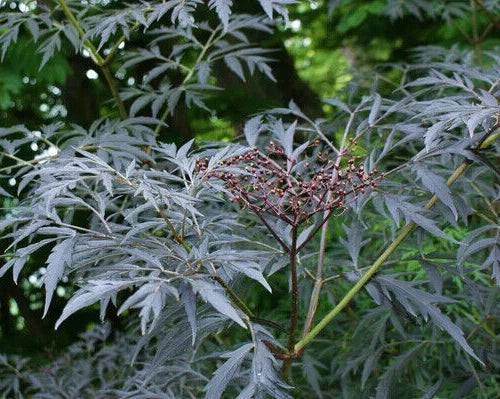 Black Lace Elderberry Seeds 25 Pack, Showy Black Lace Sambucus nigra Shrub, Ornamental Foliage, Garden Plant Seeds