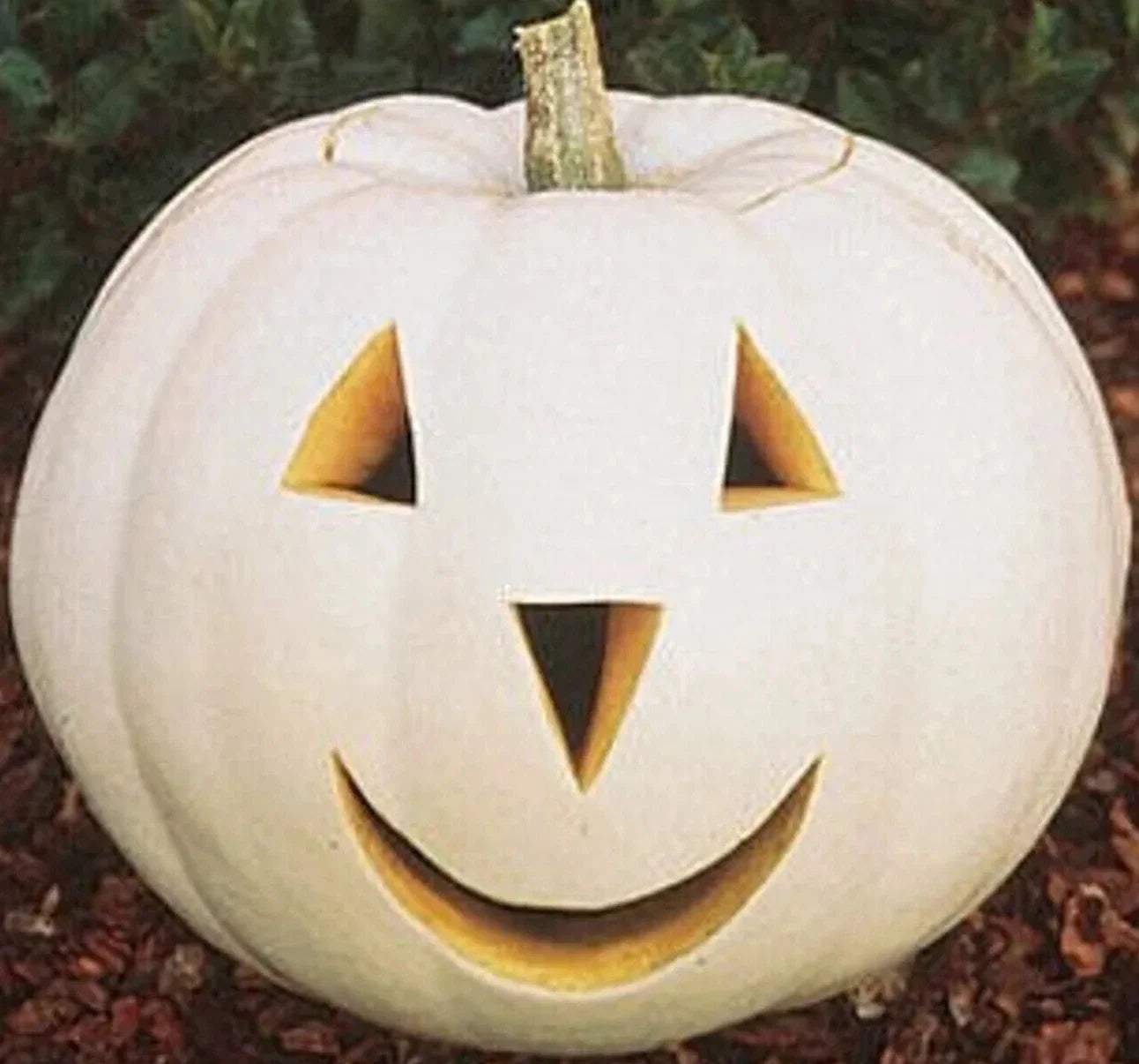 Casper Pumpkin Seeds - White Vegetable Seeds for Halloween Decor - Ornamental Cucurbita pepo, Vining, 12+ Seeds Packet