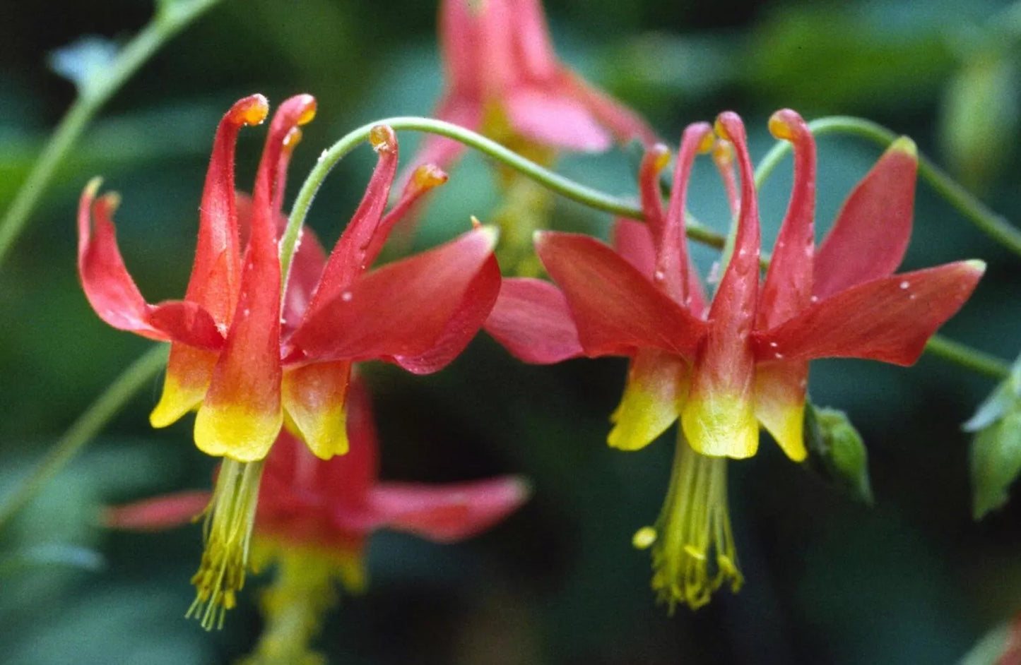 Eastern Red Columbine Seeds - Aquilegia Canadensis - Wildflower Native Plant for Gardens & Pollinators