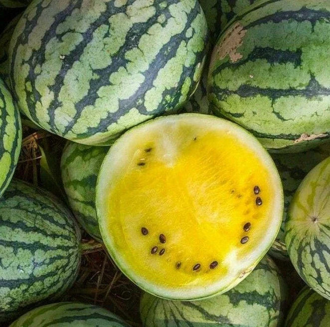 Yellow Crimson Watermelon Seeds - 15+ Melons, Avg 10 lbs, Citrullus lanatus