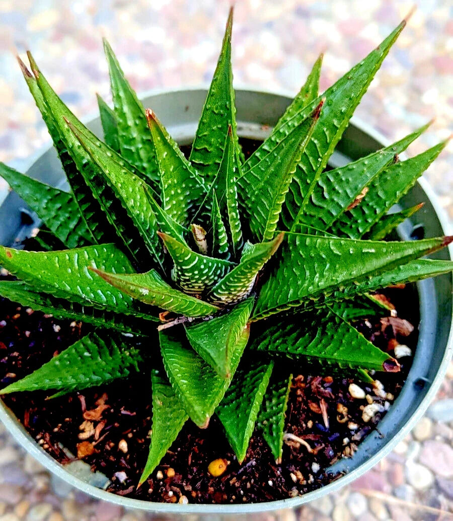 Gasteria Limifolia - Fairy Washboard Spiral Succulent Plant - 6" Mature Rosette Houseplant