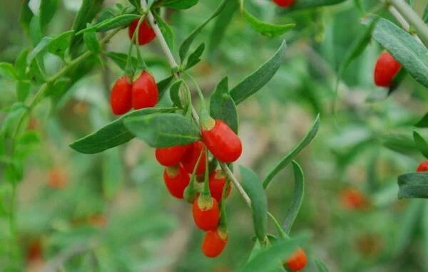 Goji Berry Seeds 100 Pack – Lycium Barbarum Remontant Wolfberry for Berries & Pollinators